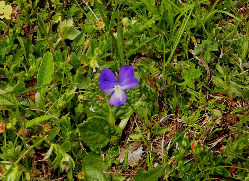 viola da determinare